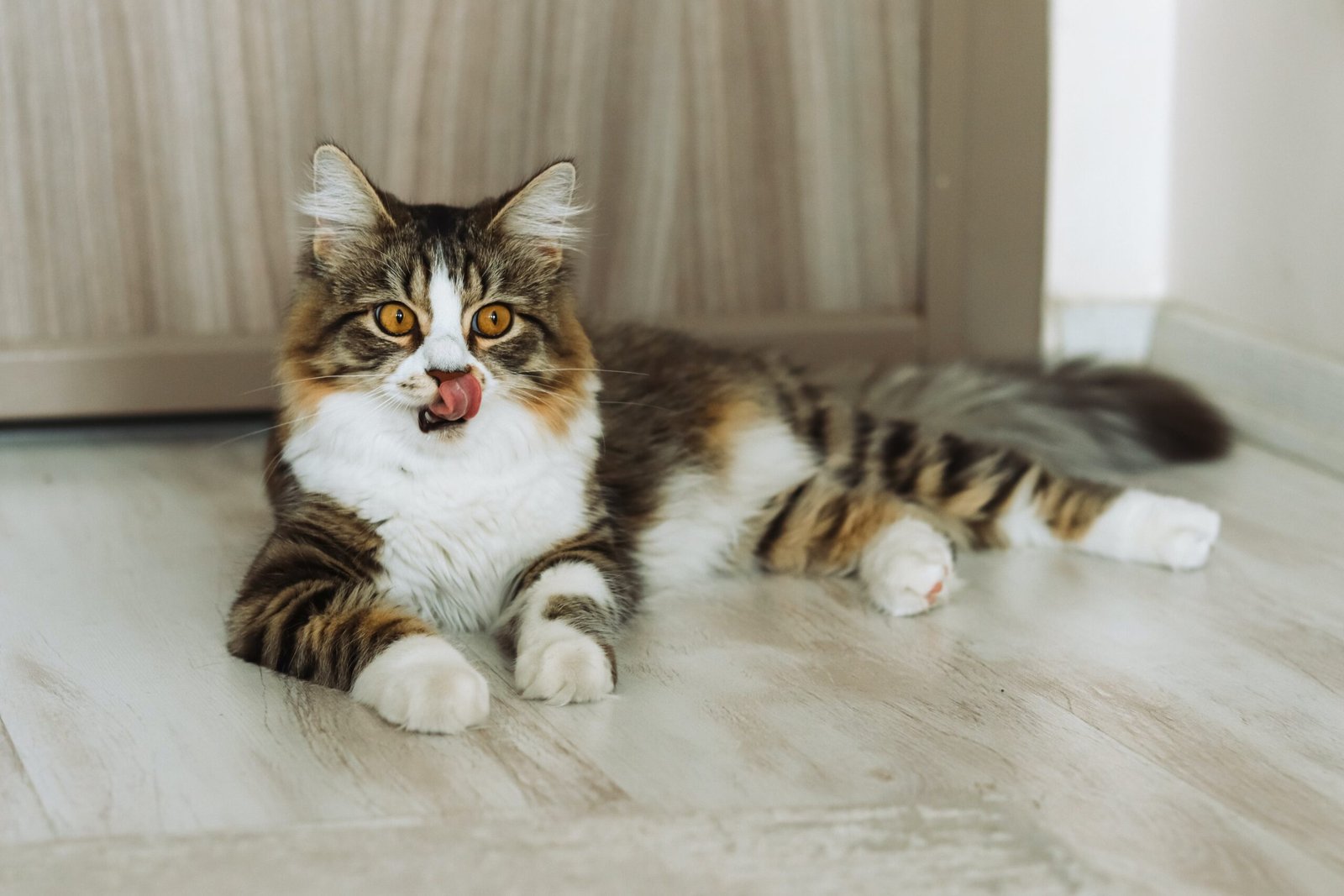 Decoding Feline Body Language